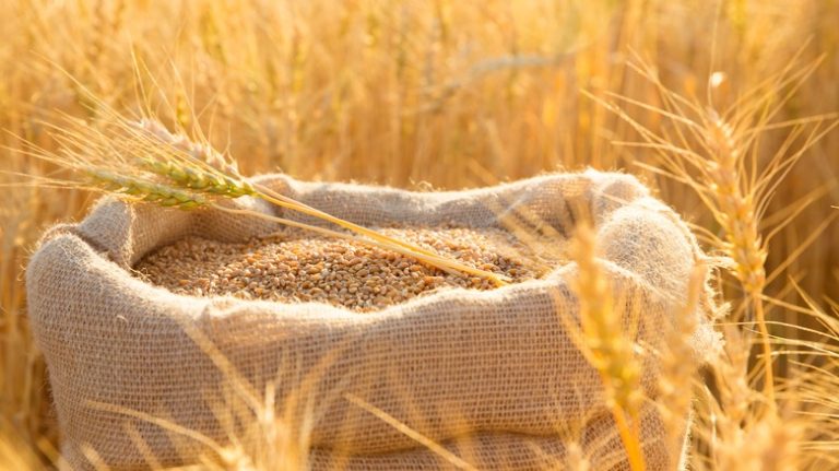 Enhancing Wheat Quality with Jute Bag Storage in Russia