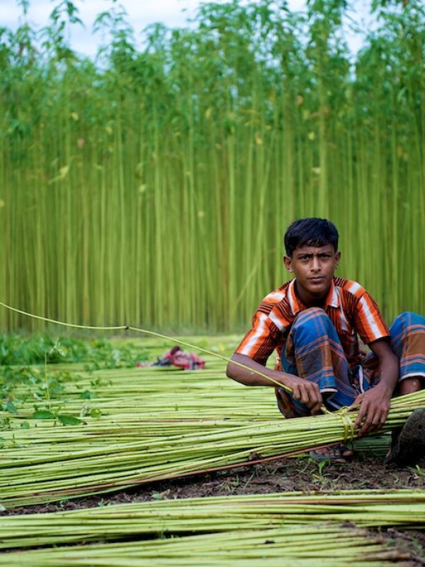 Jute are cut and then tied up to small bunches for further processing.